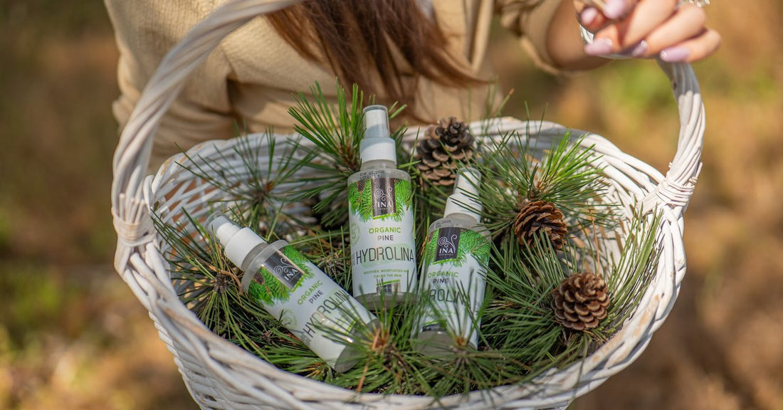Paprastosios pušies Pinus sylvestris spygliai ir Ekologiškas pušų vanduo Hydrolina