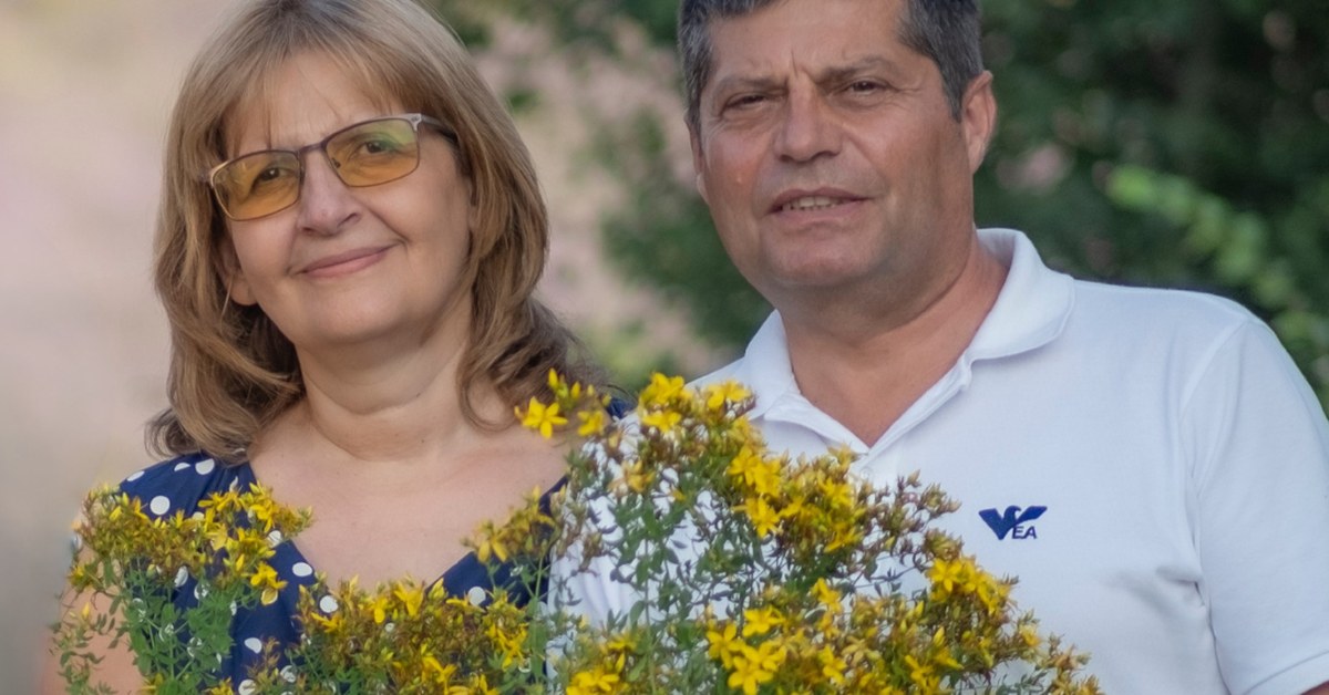 Jonažolė Hypericum perforatum, kurią surinko Ralchevi šeima