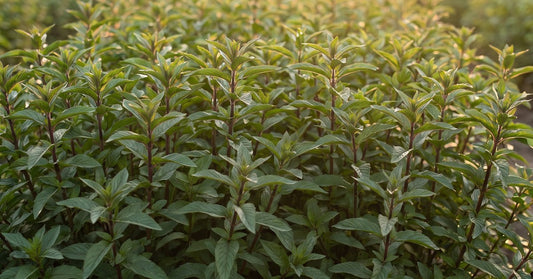 Pipirmėtė Mentha piperita ir Ekologiškas pipirmėčių vanduo Hydrolina