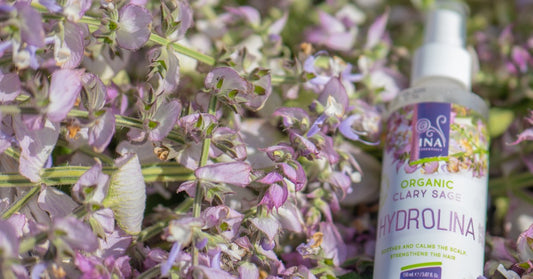 Muskatinis šalavijas Salvia sclarea ir Ekologiškas šalavijų vanduo Hydrolina